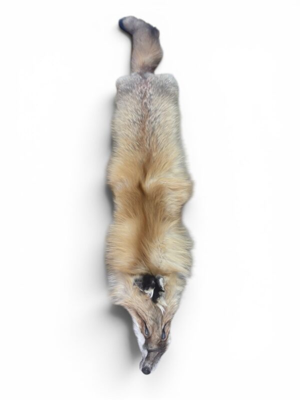 Red Fox Hide 3